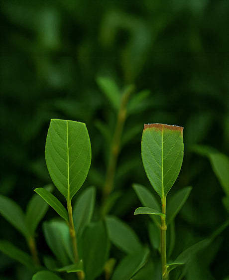 Close-up of trimmed hedge, illustrating Why Hedge Trimmer Lubrication Matters for smooth and effective gardening maintenance.